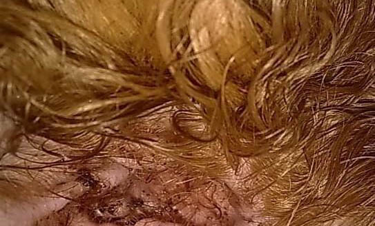 狗狗身上有膿包是怎么回事