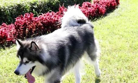 雪橇犬三傻是哪三傻?