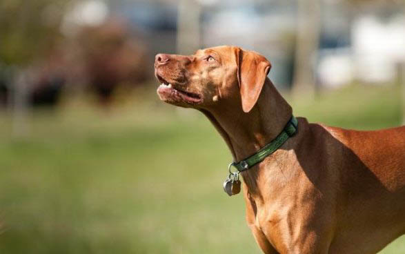 狗狗內分泌失調什么癥狀?