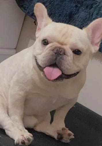 狗狗拉稀能自愈嗎?