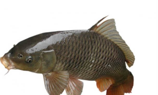 養魚沒有氧氣泵怎么辦呢