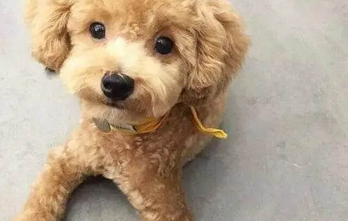 泰迪幼犬頭頂毛少