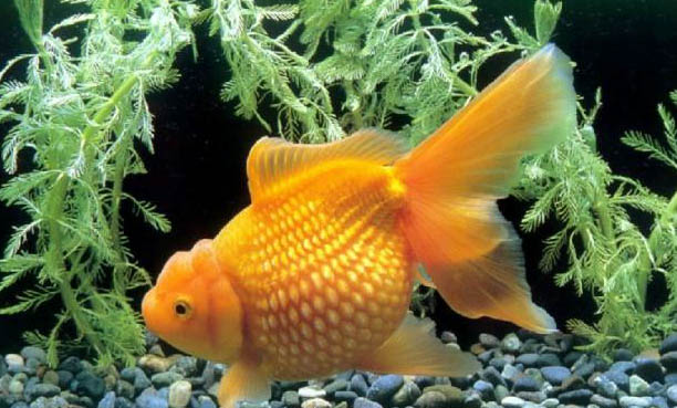 泰獅金魚最佳水溫是多少