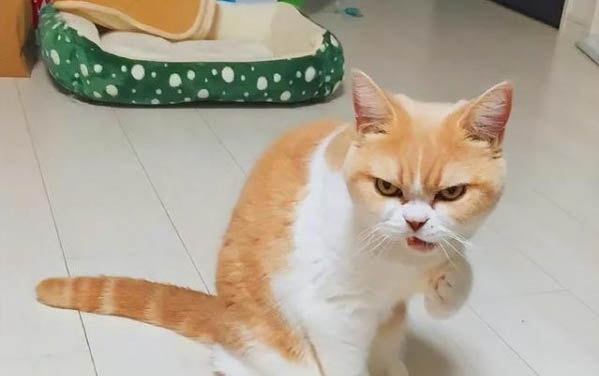 貓看見鬼有幾種表現