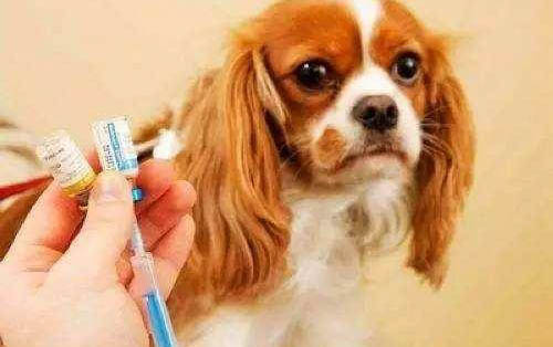 狂犬病幾天會死