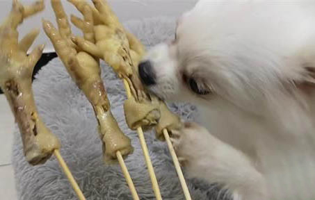 狗狗多大就開始變乖了