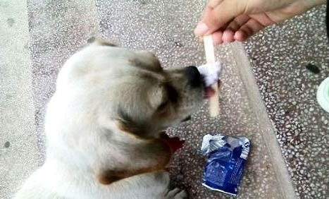 狗狗得狂犬病能活多久