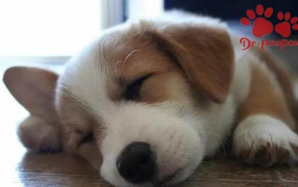 狗狗斷甲要多久可以洗澡