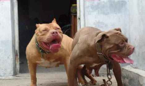 黑色比特犬是純種嗎