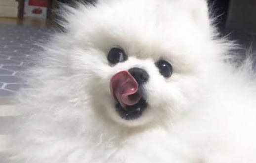哺乳期狗狗可以喝羊奶嗎有什么好處嗎