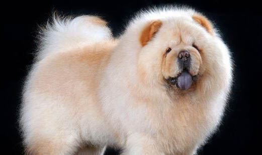 金毛幼犬該不該關籠子