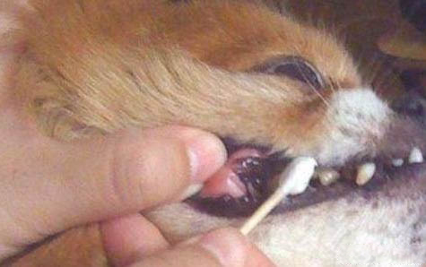 如何給泰迪狗打預防針?