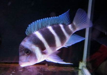 養殖鯽魚的方法