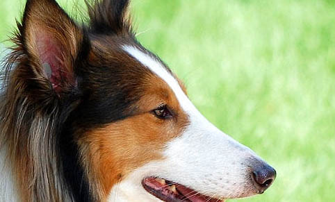 蘇格蘭牧羊犬多久可以洗澡