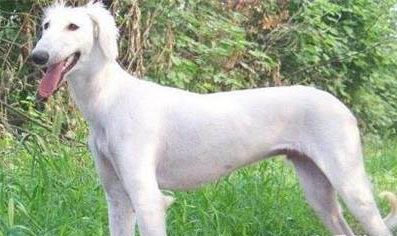 細犬為啥會被禁養
