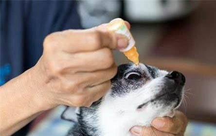 狗能不能吃鹽