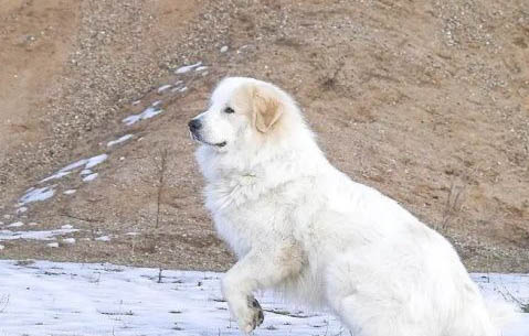 狗狗白內障多久會失明