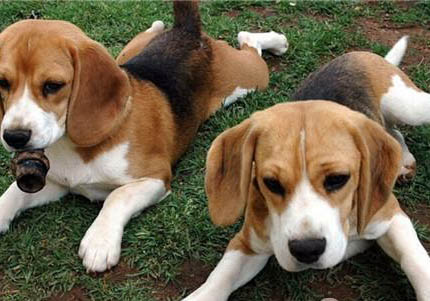 比格犬和哈利犬的區別