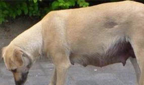 狗狗腮幫子兩側有肉球