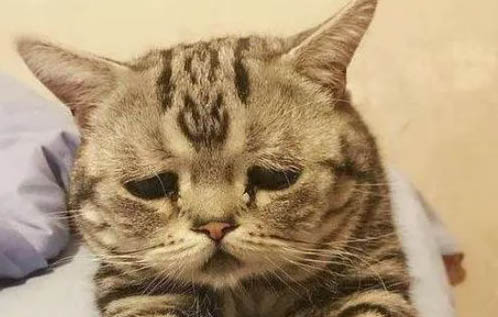 貓咪被打怕了的表現(xiàn)