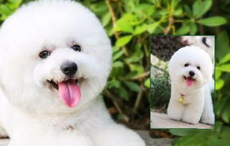狗狗冠狀病毒能喝葡萄糖水嗎