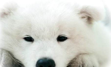 標(biāo)準(zhǔn)貴賓犬圖片大全