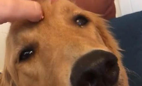 狗狗能不能吃海苔片