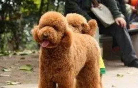 巨貴犬優點和缺點