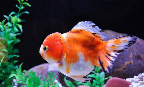 龍種金魚有哪些品種
