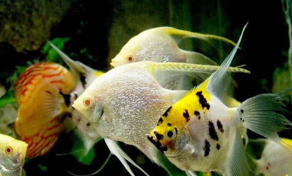 寵物魚油哪個(gè)牌子好