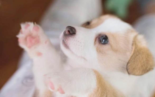 狗狗得了肺炎可以治好嗎?