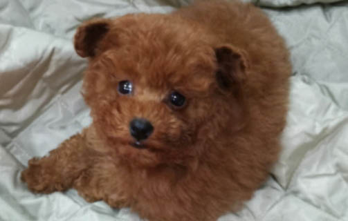 泰迪吐白色粘液