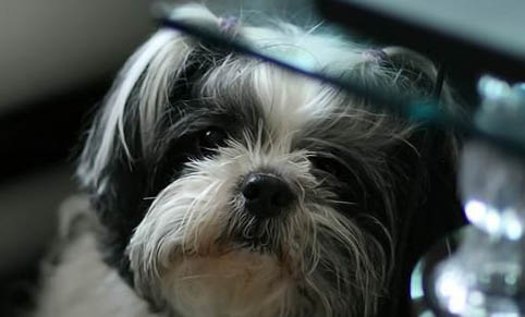 狗狗打了疫苗還會得細小犬瘟嗎