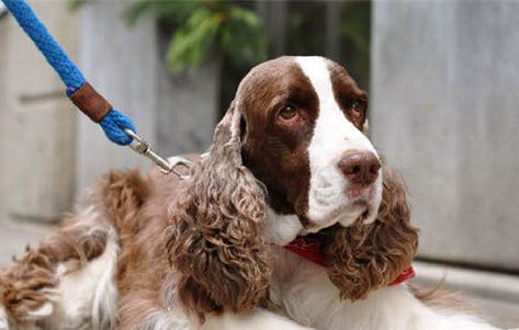 史賓格犬一般多少錢