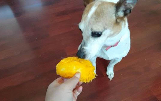 泰迪狗能吃葡萄嗎