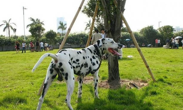 狗漲奶會有生命危險嗎
