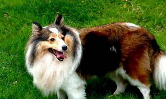 阿拉拜牧羊犬和狼哪個厲害