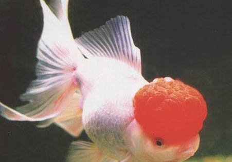 羅漢魚換新缸注意什么？