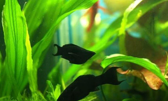 瑪麗魚能和孔雀魚在一起養嗎