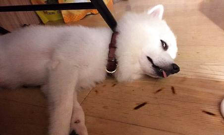 狗狗發情期該注意事項