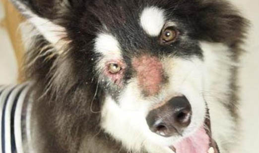 愛爾蘭獵狼犬和高加索犬的哪個更大