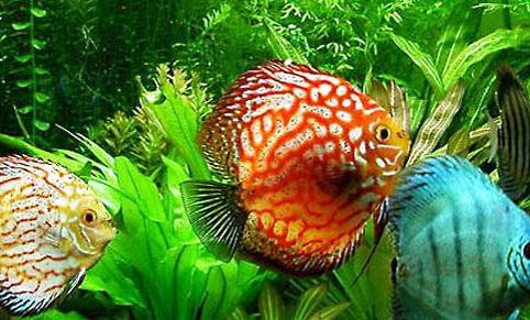 神仙魚會吃小魚仔嗎
