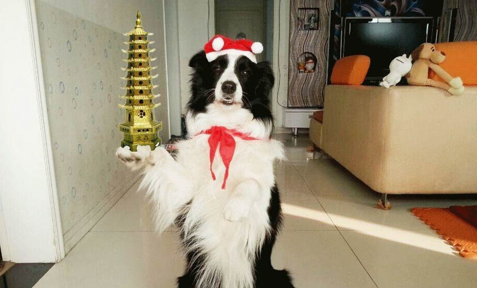 狗狗可以和人在一起睡覺嗎