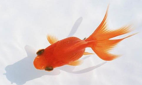 冷水觀賞魚有哪些品種呢？