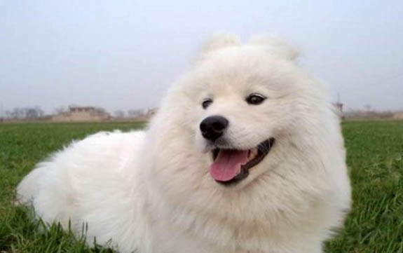 狗可以吃蝦皮嗎