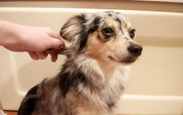 狗狗會感染細小病毒嗎