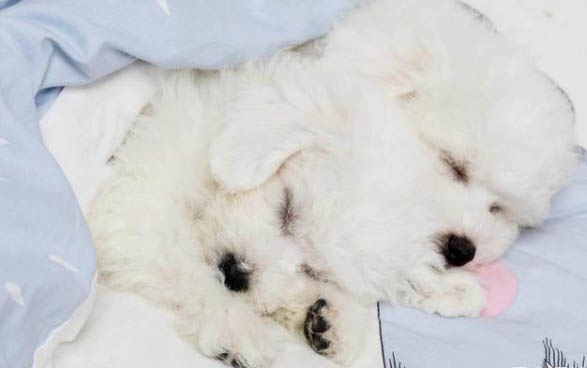 狗狗腦瘤癥狀有哪些