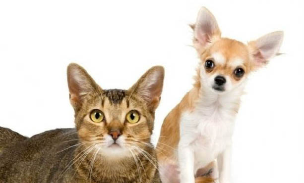狗狗犬瘟熱如何治療