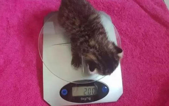小貓幾個月可以洗澡