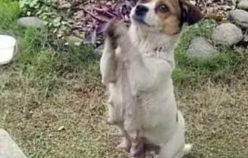 一個狗狗天生會游泳真的嗎?